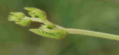 Rhynchosia pentheri, photographed by Charles Stirton