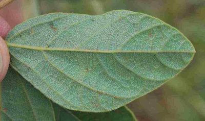 Rhynchosia pentheri, photographed by Charles Stirton