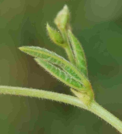 Rhynchosia pentheri, photographed by Charles Stirton