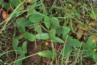 Rhynchosia pentheri, photographed by Charles Stirton