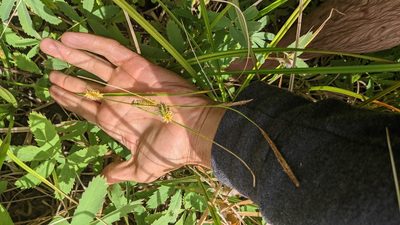 Carex utriculata, photographed by Trevor Van Loon