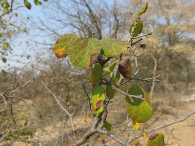 Cordia monoica, photographed by Ryan van Huyssteen
