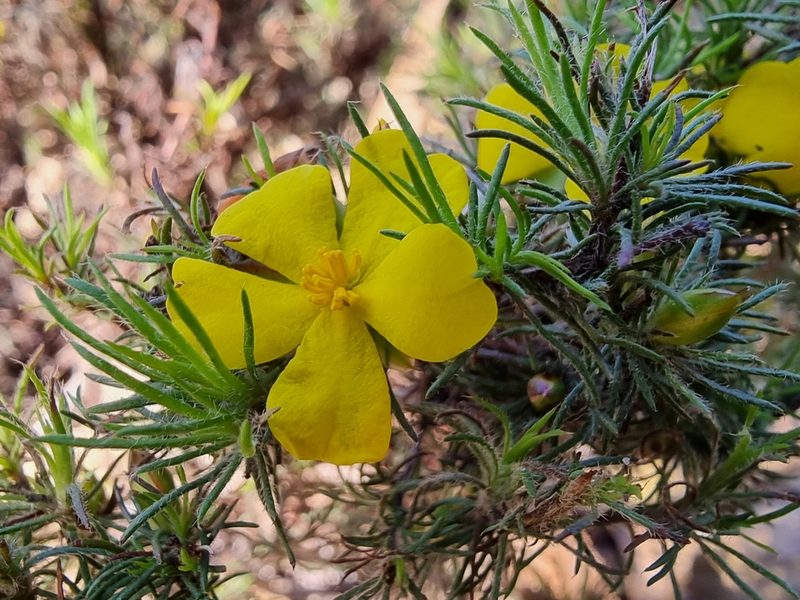 Hibbertia prostrata, photographed by Richard Dimon