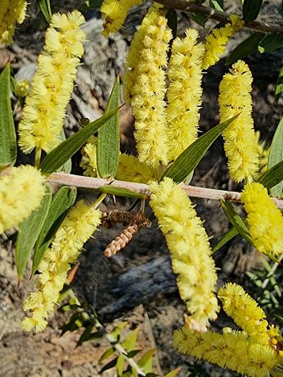 Acacia oxycedrus, photographed by Richard Dimon