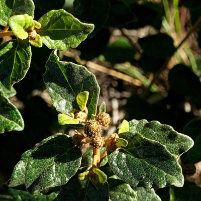 Olearia tomentosa, photographed by Max Campbell