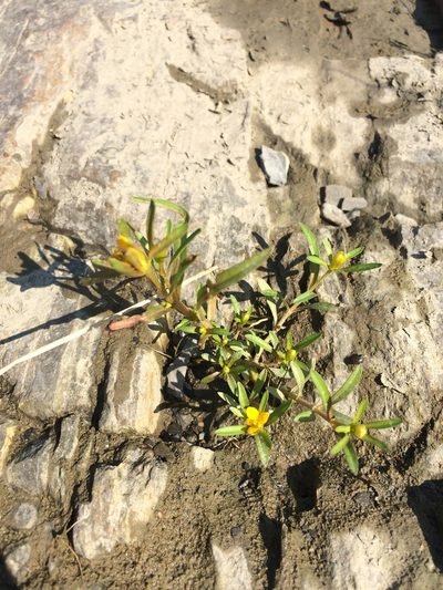 Bidens hyperborea, photographed by Étienne Lacroix-Carignan