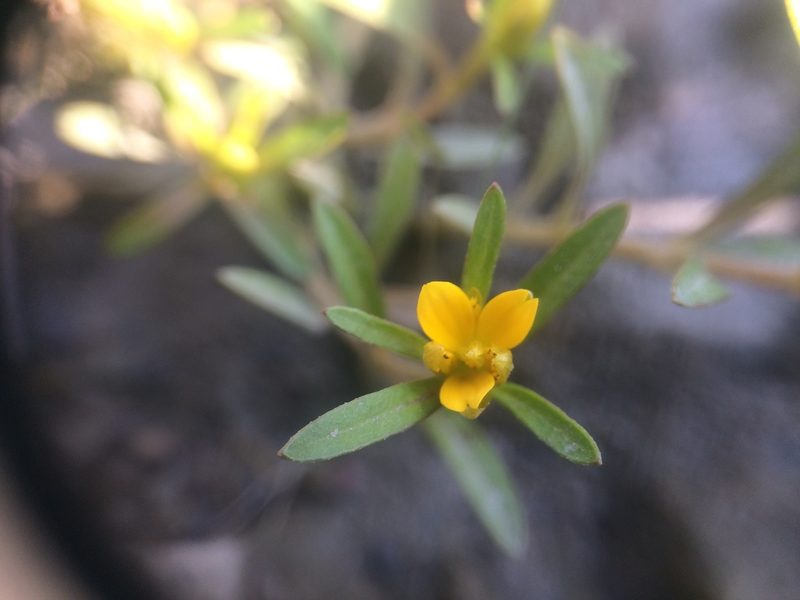 Bidens hyperborea, photographed by Étienne Lacroix-Carignan