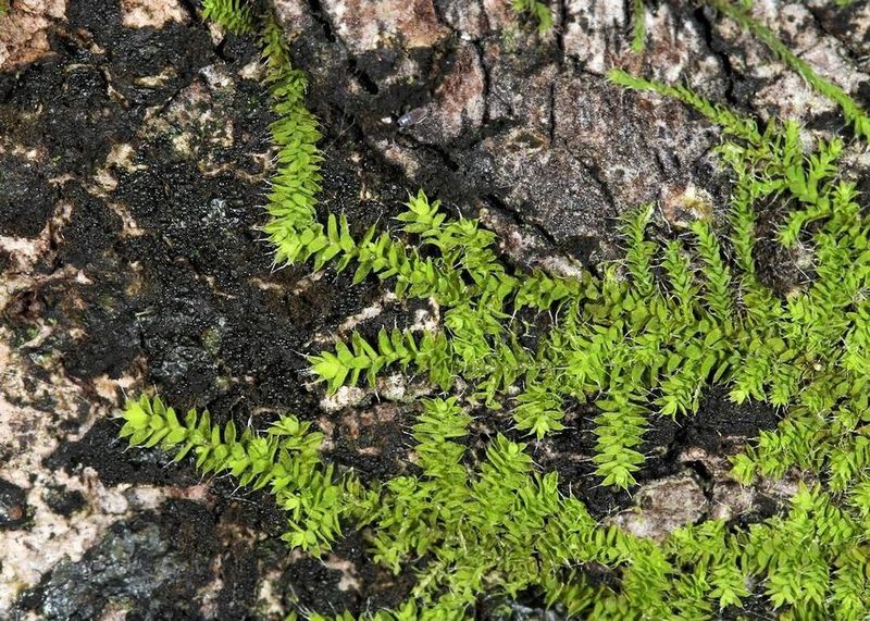 Tricherpodium beccarii, photographed by Wynand Uys