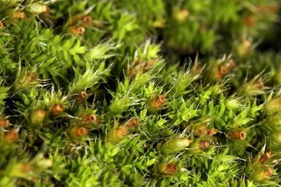 Tricherpodium beccarii, photographed by Wynand Uys