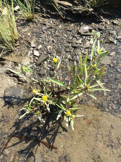 Bidens hyperborea, photographed by Étienne Lacroix-Carignan