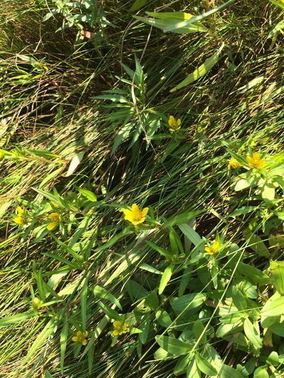 Bidens hyperborea, photographed by Étienne Lacroix-Carignan