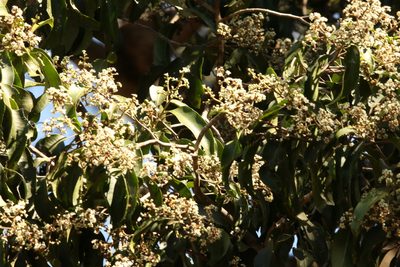 Geijera salicifolia, photographed by Greg Tasney
