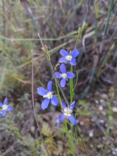 Heliophila bulbostyla, photographed by Danie Palm
