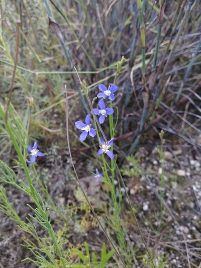 Heliophila bulbostyla, photographed by Danie Palm