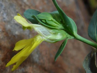 Justicia odora, photographed by Andrew Hankey