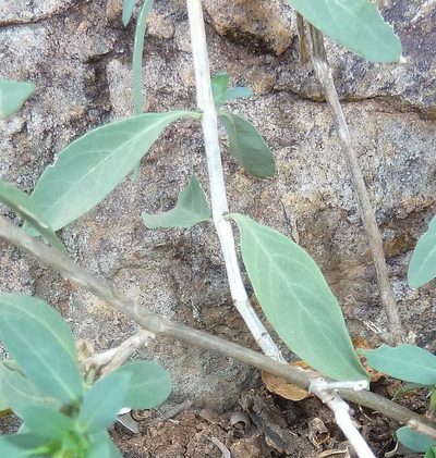 Justicia odora, photographed by Andrew Hankey
