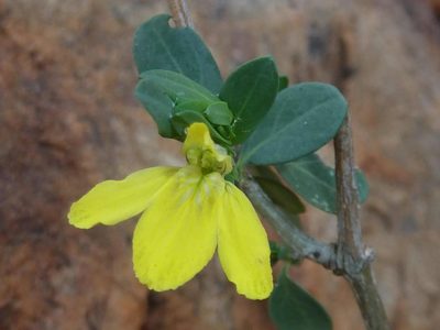 Justicia odora, photographed by Andrew Hankey