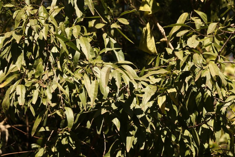 Ehretia saligna, photographed by Greg Tasney