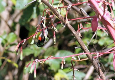 Beschorneria yuccoides, photographed by Wynand Uys