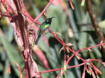 Beschorneria yuccoides, photographed by Wynand Uys