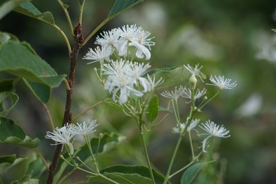 Clematis ligusticifolia, photographed by Spencer Quayle