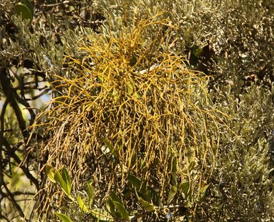 Viscum articulatum, photographed by Greg Tasney