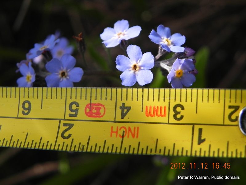 Myosotis afropalustris, photographed by Peter Warren