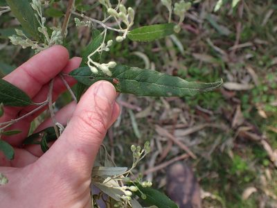 Olearia lirata, photographed by Nina Kerr