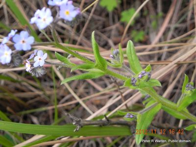 Myosotis afropalustris, photographed by Peter Warren