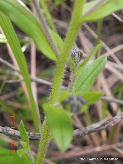 Myosotis afropalustris, photographed by Peter Warren