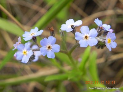 Myosotis afropalustris, photographed by Peter Warren