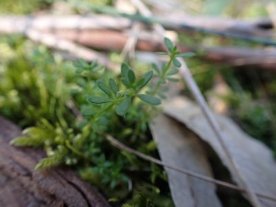 Galium murale, photographed by Nina Kerr