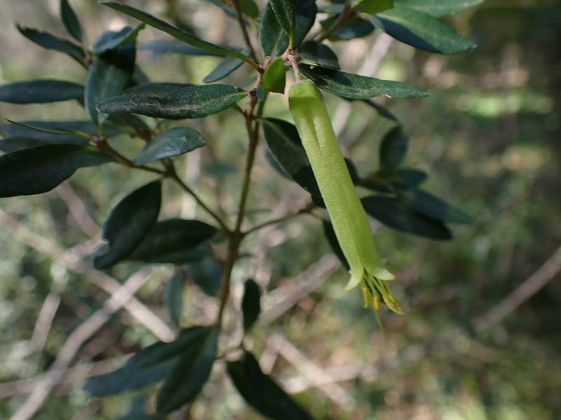 Correa glabra, photographed by Nina Kerr