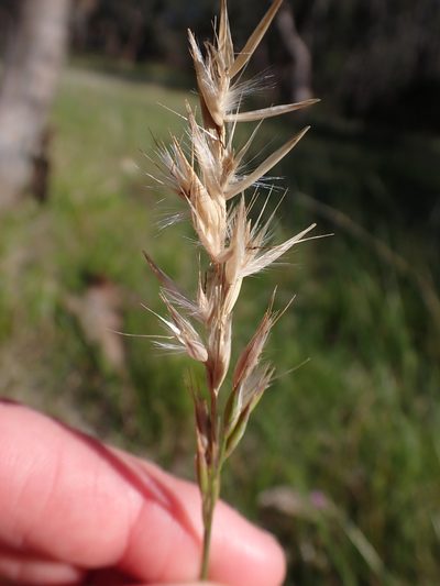 Rytidosperma fulvum, photographed by Nina Kerr