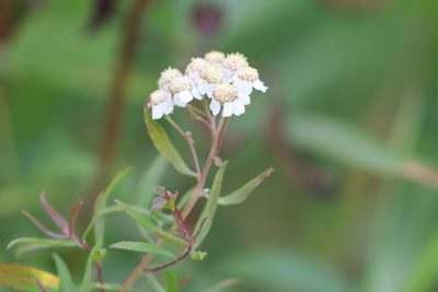 Achillea salicifolia, photographed by Константин Селивёрстов