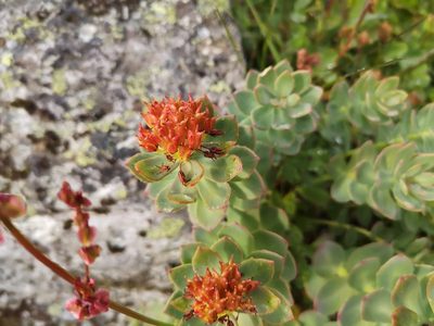 Rhodiola rosea, photographed by Arne Fahrenholz