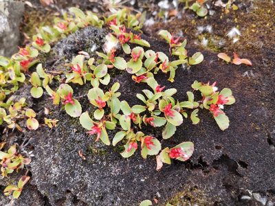 Salix herbacea, photographed by Arne Fahrenholz