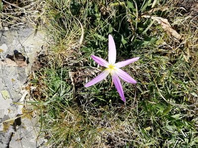 Colchicum montanum, photographed by bigayon