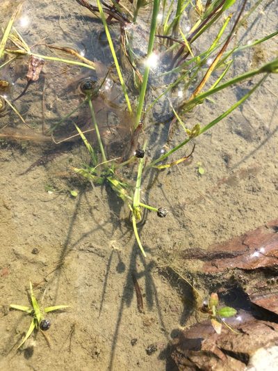Eriocaulon parkeri, photographed by Étienne Lacroix-Carignan