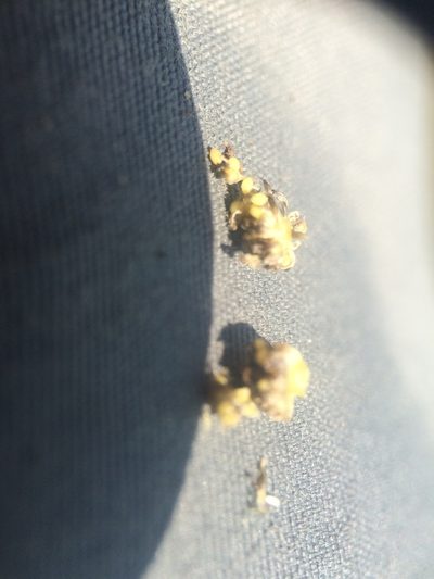 Eriocaulon parkeri, photographed by Étienne Lacroix-Carignan