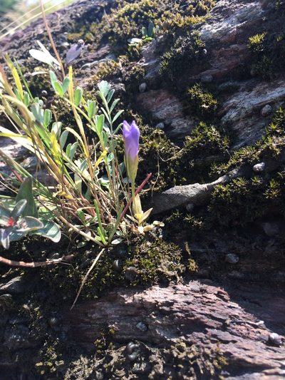 Gentianopsis victorinii, photographed by Étienne Lacroix-Carignan