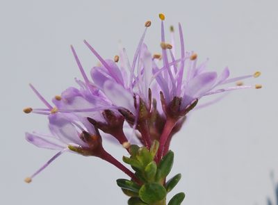 Agathosma thymifolia, photographed by Charles Stirton