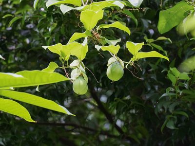 Passiflora laurifolia, photographed by Cheongweei Gan