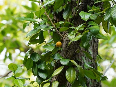 Ficus punctata, photographed by Cheongweei Gan