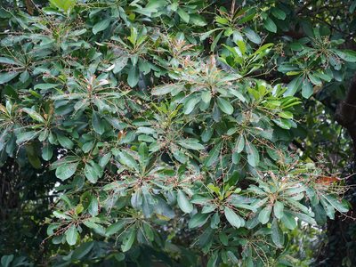 Buchanania arborescens, photographed by Cheongweei Gan