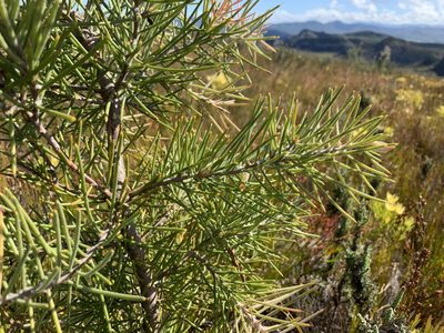 Hakea gibbosa, photographed by Dave Richardson