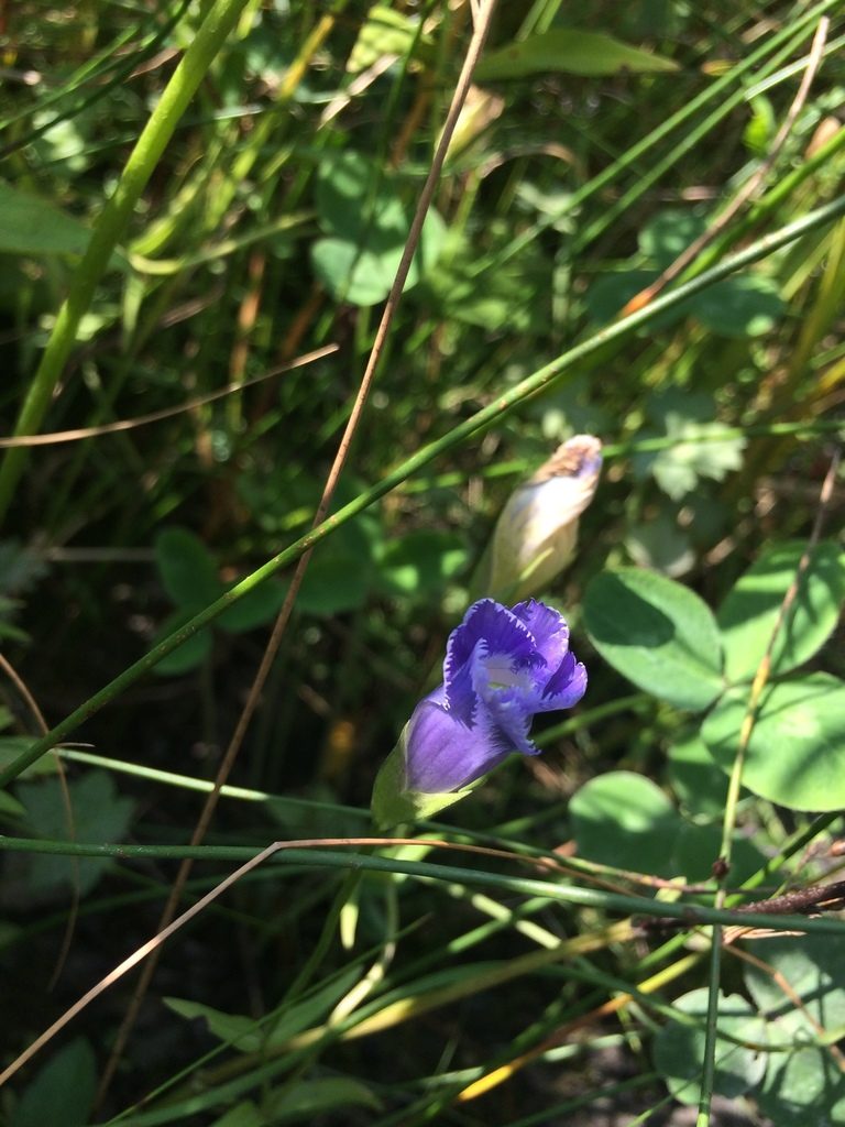 Gentianopsis victorinii, photographed by Étienne Lacroix-Carignan