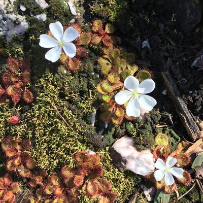 Drosera aberrans, photographed by yatesy