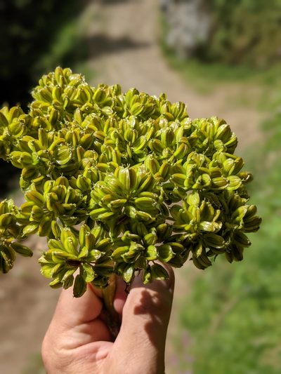 Molopospermum peloponnesiacum, photographed by Franco Folini