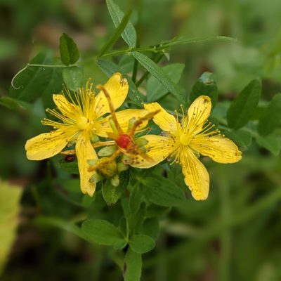 Hypericum maculatum, photographed by Franco Folini